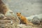 Young cute little foxe on a stony sea coast. Selective focus. To