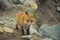 Young cute little foxe on a stony sea coast. Selective focus. To
