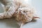 Young cute male Persian cat face in sleep moment