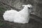 Young cute snow-white goat rests on a summer day in the village. Lamb closeup