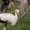 Young cute stork surrounded by flowers