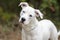 Young cute white Pitbull Terrier dog curious head tilt