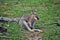 Young cute wild gray wallaby kangaroo sitting on the grass in Sunshine Coast, Queensland