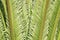 Young cycas leaves