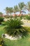 Young Cycas revoluta palm plant in a garden in Egypt. Good looking Sago palm trees growing in the backyard. Very symmetrical