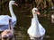 Young cygnet with its parents