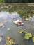 Young cygnet on a lake.