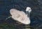 Young cygnet of mute swan swimming in a lake