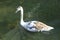 A young cygnet - Salisbury