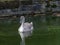 Young cygnet swans with gray feathers