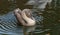 Young cygnet swans with gray feathers