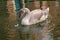 Young cygnet swans with gray feathers