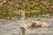 A Young Cygnet Swimming Up a River