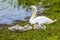 Young cygnets nestle down next to their mother swan on the banks of Raventhorpe Water, Northamptonshire, UK