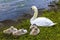Young cygnets preening themselves next to their mother swan on the banks of Raventhorpe Water, Northamptonshire, UK