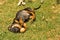 Young Dachshund puppy playing with an eggshell 8944