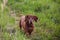 Young dachshund runs along the path