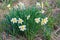Young daffodils, sunny May day