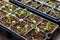 Young Dahlia seedlings growing in a propagation tray. Spring gardening background.