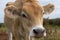 Young dairy cow head. Farm, agriculture in village