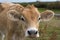 Young dairy cow head. Farm, agriculture in village