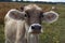 Young dairy cow head. Farm, agriculture in village