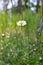 Young daisies bloom among the green grass in summer