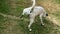 Young dalmatian dog marking territory and peeing on a grass.