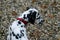 Young dalmatian dog (puppy)