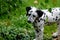 Young dalmatian dog (puppy)