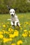 Young dalmatian jumping through dandelion