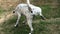 Young dalmatian male dog marking territory and peeing on green grass.