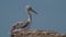 Young Dalmatian pelican or Pelecanus Crispus in a wild. 4K slow motion