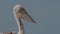 Young Dalmatian pelican or Pelecanus Crispus in a wild. 4K slow motion