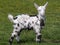 Young Dalmatian pied goat standing on the grass, head straight and tall, ears wide, black feet.