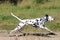 Young dalmatian running in field