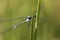Young damselfly resting on grass stem