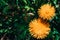 Young dandelions grow on a green field