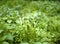 Young dandelions with unblown buds