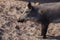 The young, dark woolly wild boar walking in a pigsty in the sand.