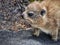 A young Dassie (also Cape Hyrax or Rock Hyrax) seen on Table Mountain, Cape Town, South Africa.