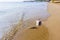 Young dead stingray in shallow sea water