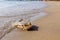 Young dead stingray in shallow sea water