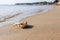 Young dead stingray in shallow sea water