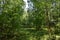 Young deciduous forest. Birch Grove. Green grass. Landscape clearing