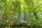 Young deciduous forest in springtime with sun shining through the green leaves