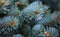 Young decorative blue spruce. Needles of blue spruce close-up. Texture. Natural blurred background. Image.Raindrops on the needles