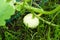 Young decorative warty pumpkin on a bush