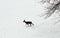 Young deer amid the snow