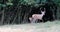 A young deer chases hinds at the edge of the forest